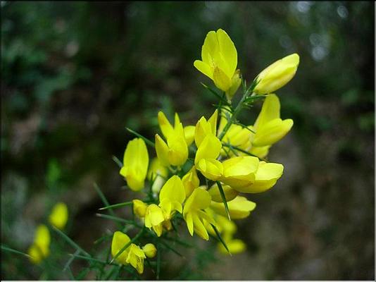 ulex_parviflorus