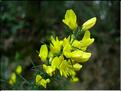 ulex_parviflorus
