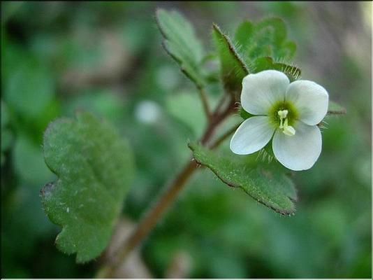 veronica_cymbalaria