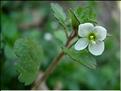 veronica_cymbalaria