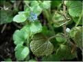 veronica_hederifolia