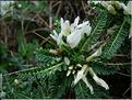 astragalus_tragacantha