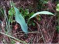 bupleurum_rigidum