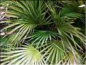 chamaerops_humilis
