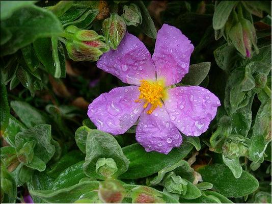 cistus_albidus