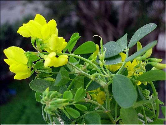 coronilla_valentina_glauca