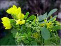 coronilla_valentina_glauca