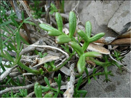 crithmum_maritimum