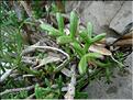 crithmum_maritimum