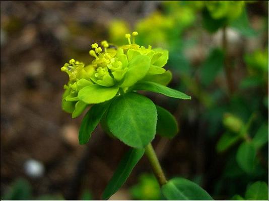 euphorbia_flavicoma
