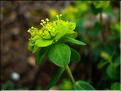euphorbia_flavicoma