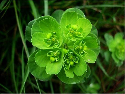 euphorbia_helioscopia