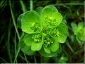 euphorbia_helioscopia