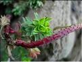 euphorbia_linifolia