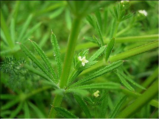 galium_aparine