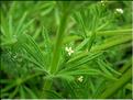galium_aparine