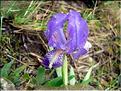 iris_lutescens1