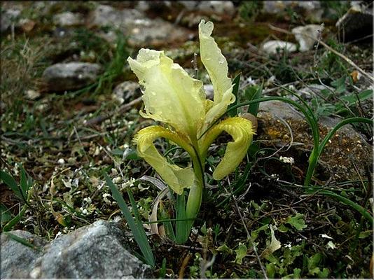 iris_lutescens2