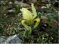 iris_lutescens2