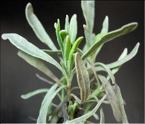 lavandula_latifolia