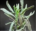 lavandula_latifolia