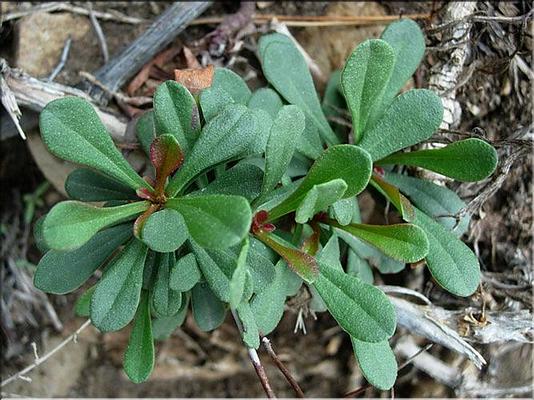 limonium_sp