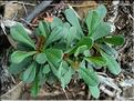limonium_sp