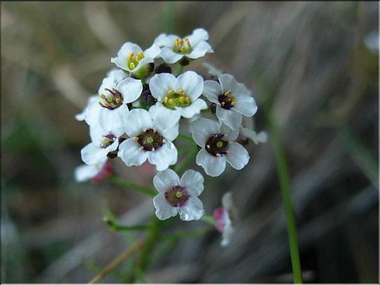lobularia_maritima