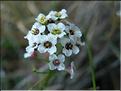 lobularia_maritima