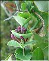 lonicera_implexa
