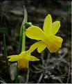 narcissus_assoanus
