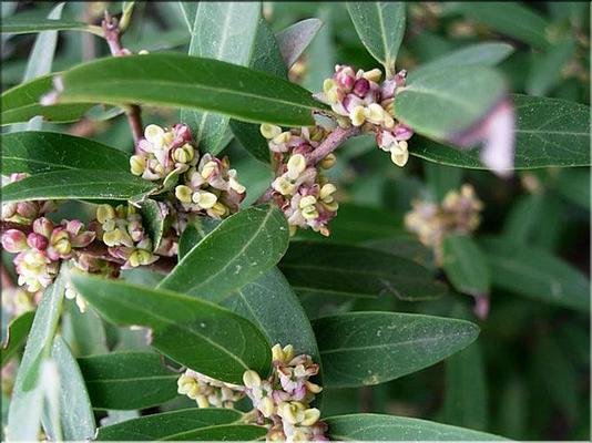 phillyrea_angustifolia