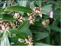 phillyrea_angustifolia