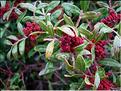pistacia_lentiscus