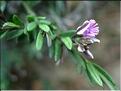 polygala_rupestris