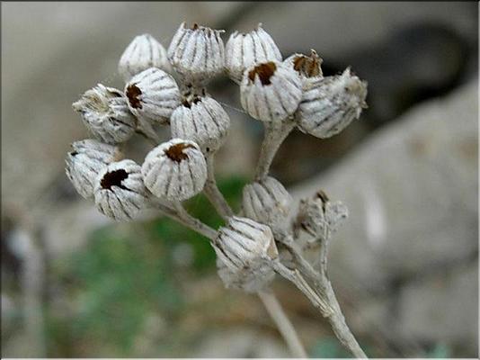 senecio_cineraria_bicolor1