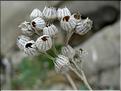 senecio_cineraria_bicolor1