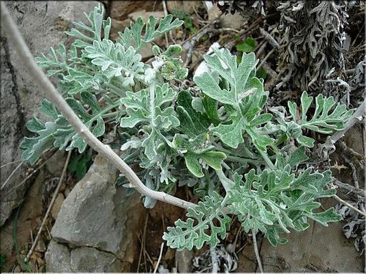 senecio_cineraria_bicolor2