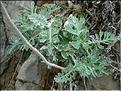 senecio_cineraria_bicolor2