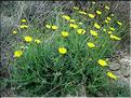 sonchus_tenerrimus