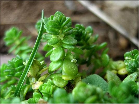 valantia_muralis