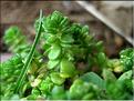 valantia_muralis