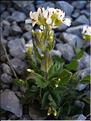 arabis_alpina