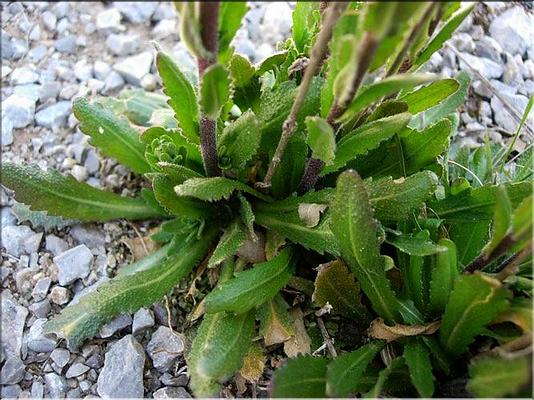 arabis_planisiliqua