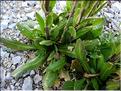 arabis_planisiliqua