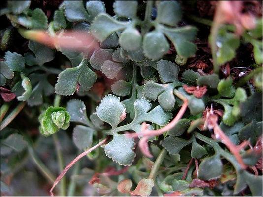 asplenium_ruta-muraria
