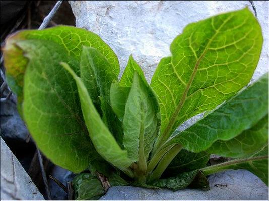 atropa_belladona