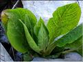 atropa_belladona