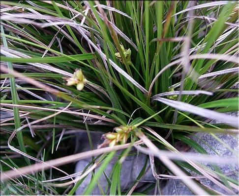 carex_halleriana