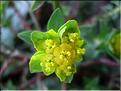 euphorbia_flavicoma